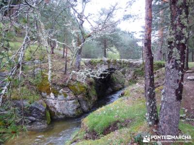 Tejos Milenarios de Valhondillo -Tejos de Rascafría; turismo activo madrid;senderismo y excursiones